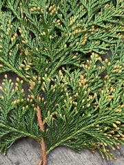 Chamaecyparis formosensis