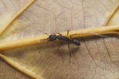 Harpegnathos venator