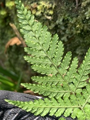 Dryopteris formosana