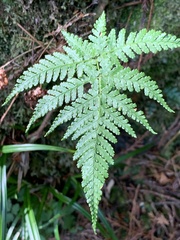 Dryopteris formosana