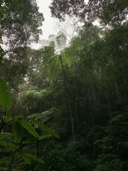 Sphaeropteris