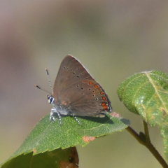 Satyrium titus