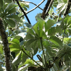 Cecropia pachystachya