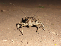 Acanthoproctus cervinus