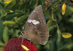 Charaxes cithaeron
