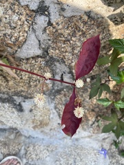 Alternanthera brasiliana