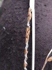Paspalum laeve