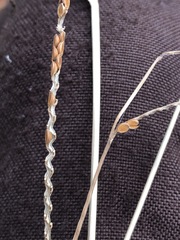 Paspalum laeve