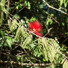 Calliandra tweediei