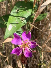 Melastoma malabathricum
