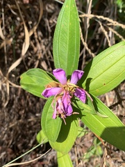 Melastoma malabathricum
