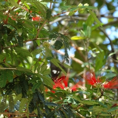 Calliandra tweediei