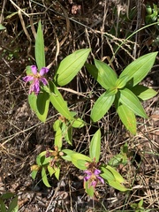 Melastoma malabathricum