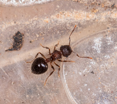 Meranoplus bicolor