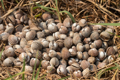 Tegillarca