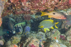 Plectorhinchus polytaenia