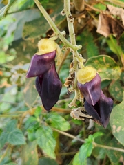 Mucuna pruriens