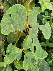 Mucuna pruriens