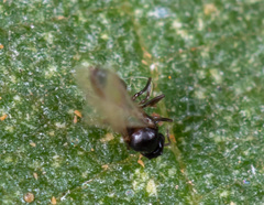 Ceratopogoninae