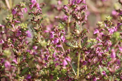 Pedicularis kansuensis