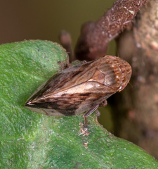 Clovia