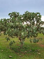 Solanum falciforme