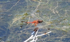 Erythrodiplax corallina