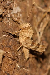 Abisares viridipennis
