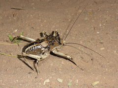 Acanthoproctus cervinus