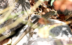 Gallotia stehlini