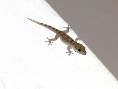 Tarentola delalandii