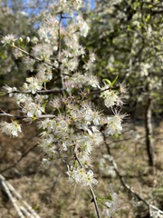 Prunus angustifolia