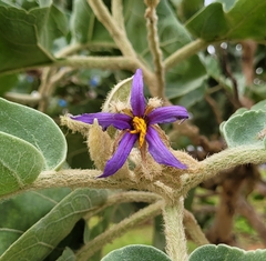 Solanum falciforme