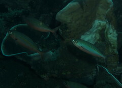 Pterocaesio tessellata