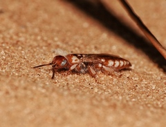 Myzininae