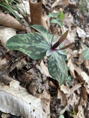 Trillium ludovicianum