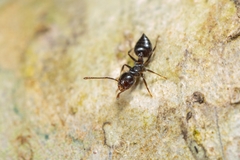 Crematogaster pilosa