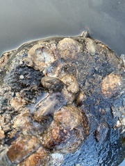 Scutus unguis