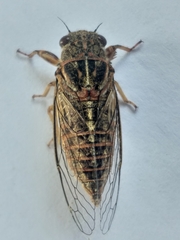 Melampsalta