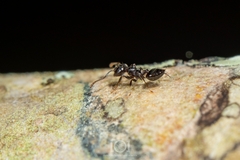 Crematogaster pilosa
