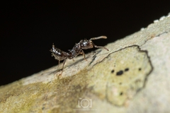 Crematogaster pilosa