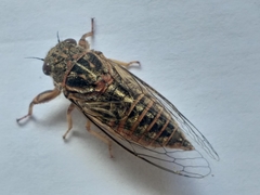 Melampsalta