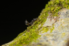 Crematogaster pilosa