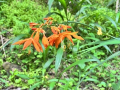 Crocosmia aurea