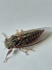 Melampsalta