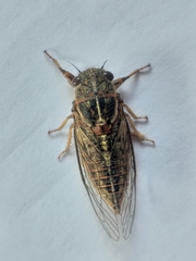 Melampsalta