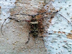 Macropophora trochlearis
