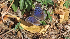 Junonia rhadama