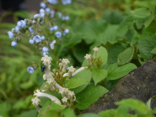 Sahyadri ceropegia (Ceropegia sahyadrica)