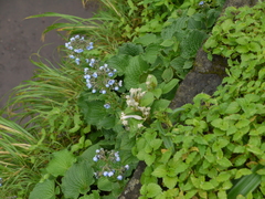 Ceropegia sahyadrica